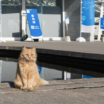 Peek inside Japan’s surreal island Where Cats Reign and Time Stands Still