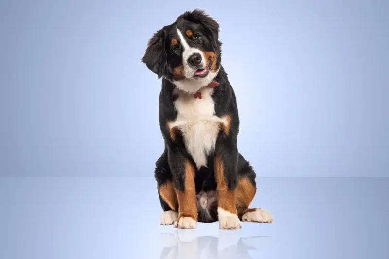 Pet insurance for pre-existing conditions: What you need to know
